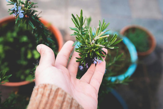 What is Rosemary Oil?